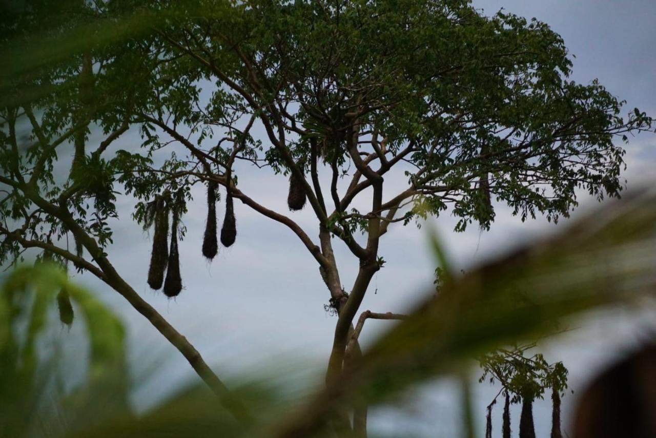 Hotel Bewak Cr Tortuguero Exteriér fotografie