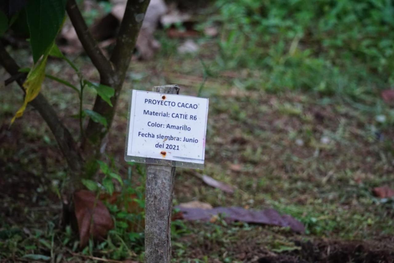 Hotel Bewak Cr Tortuguero Exteriér fotografie