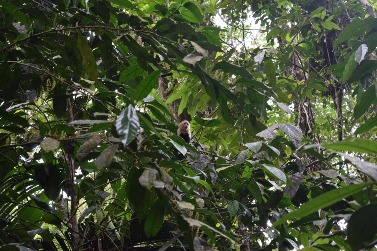 Hotel Bewak Cr Tortuguero Exteriér fotografie