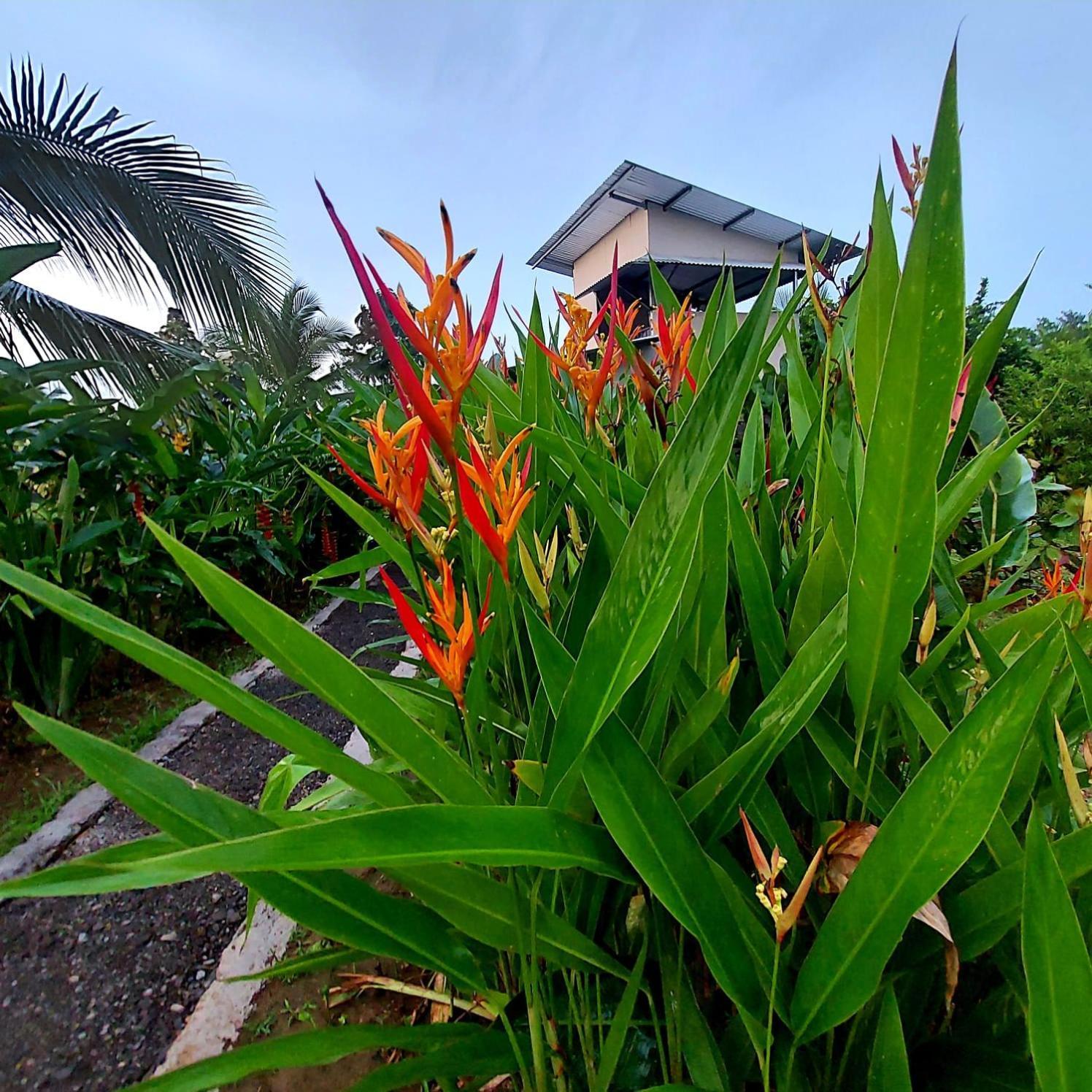 Hotel Bewak Cr Tortuguero Exteriér fotografie